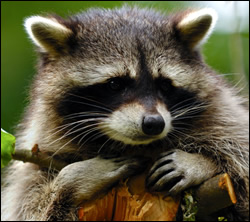 Palmetto raccoon removal