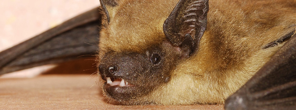 Palmetto Wildlife Removal Bat Removal