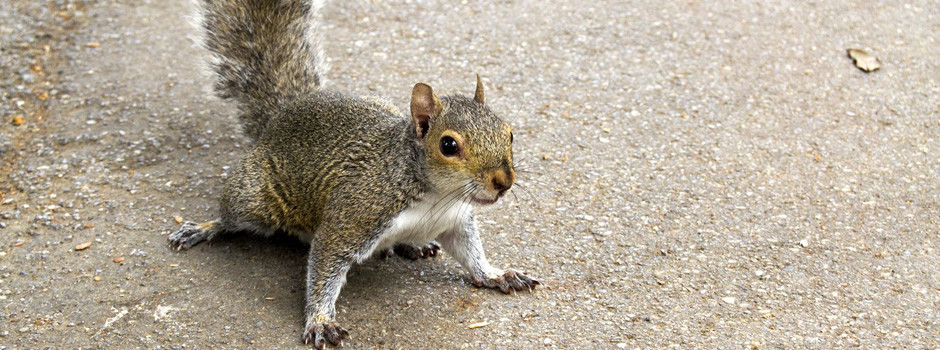 Palmetto Wildlife Removal Squirrel Removal